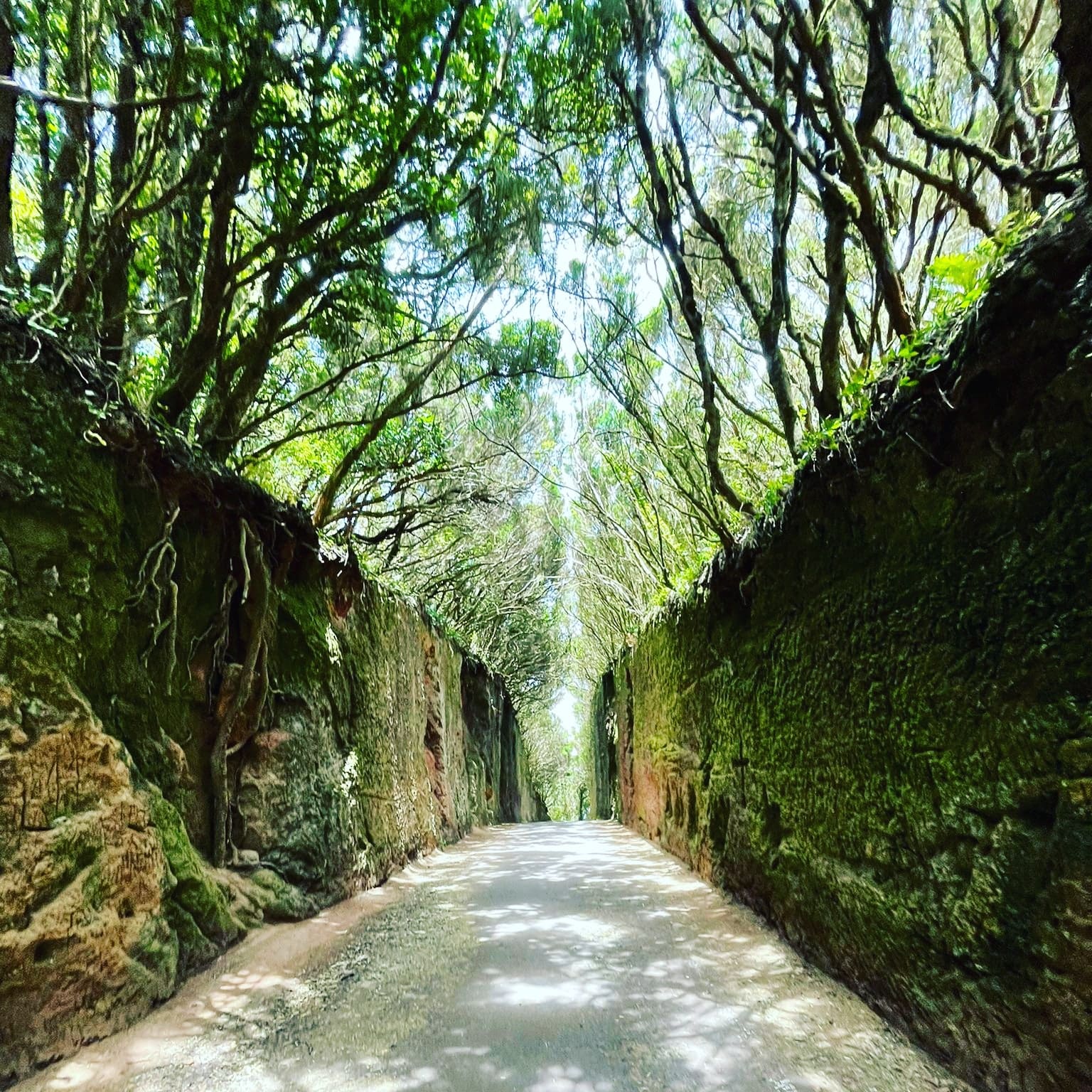 Foto de sendero con boscosidad. La luz se cuela entre los árboles